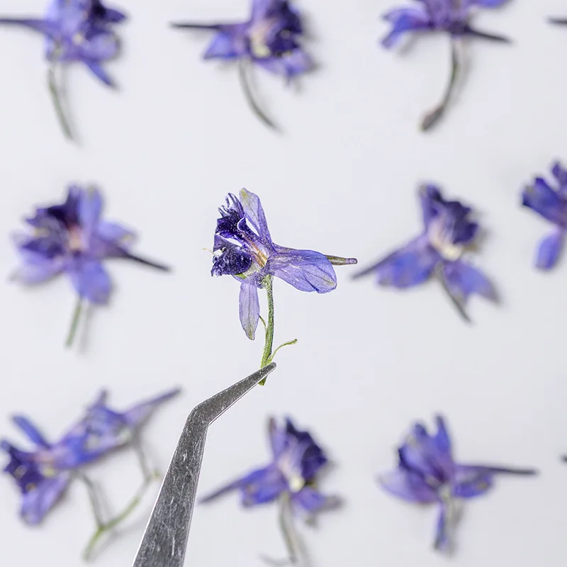 250pcs Stlačené Sušené kvety Delphinium grandiflorum L Herbarium Epoxidové Živice Šperky Photo Frame Telefón Prípade Záložku, Takže urob si sám